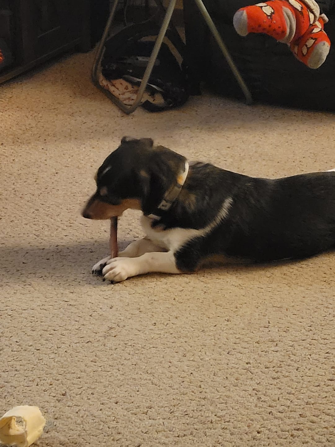 Customer photo review of 5-6 Inch Marrow Bone