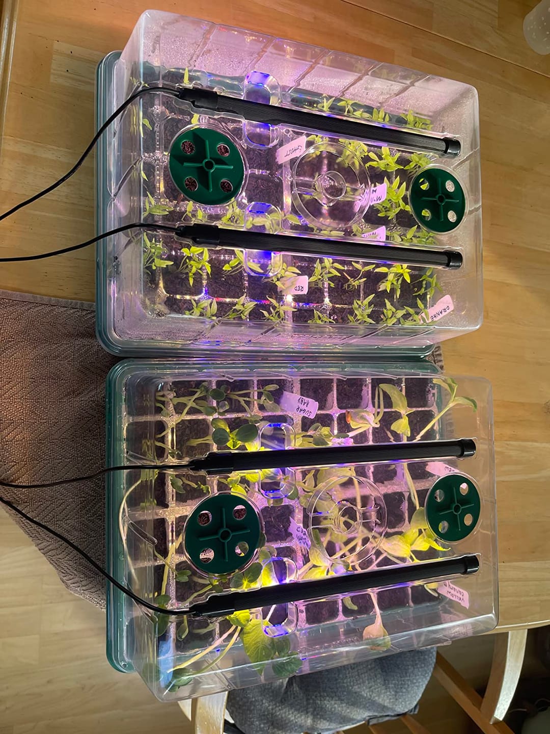 Customer photo review of Seed Starter Kit