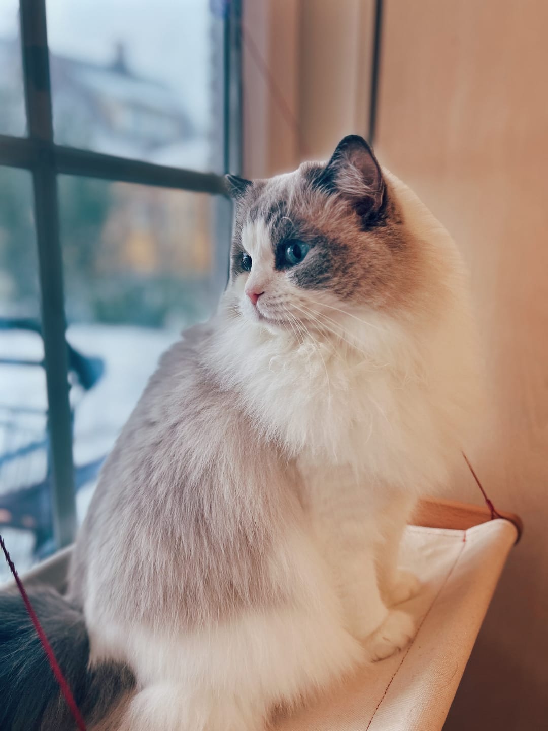 Customer photo review of Cat Hammock katteseng