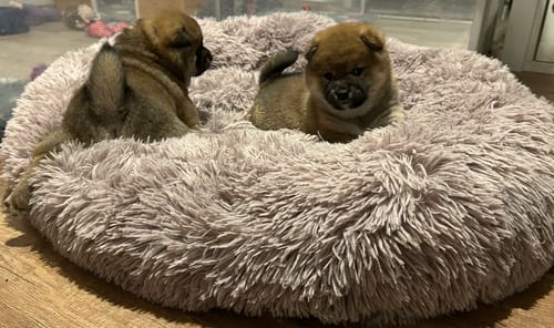 Customer photo review of Puppery Hundebett Wolke 7 - Das Original