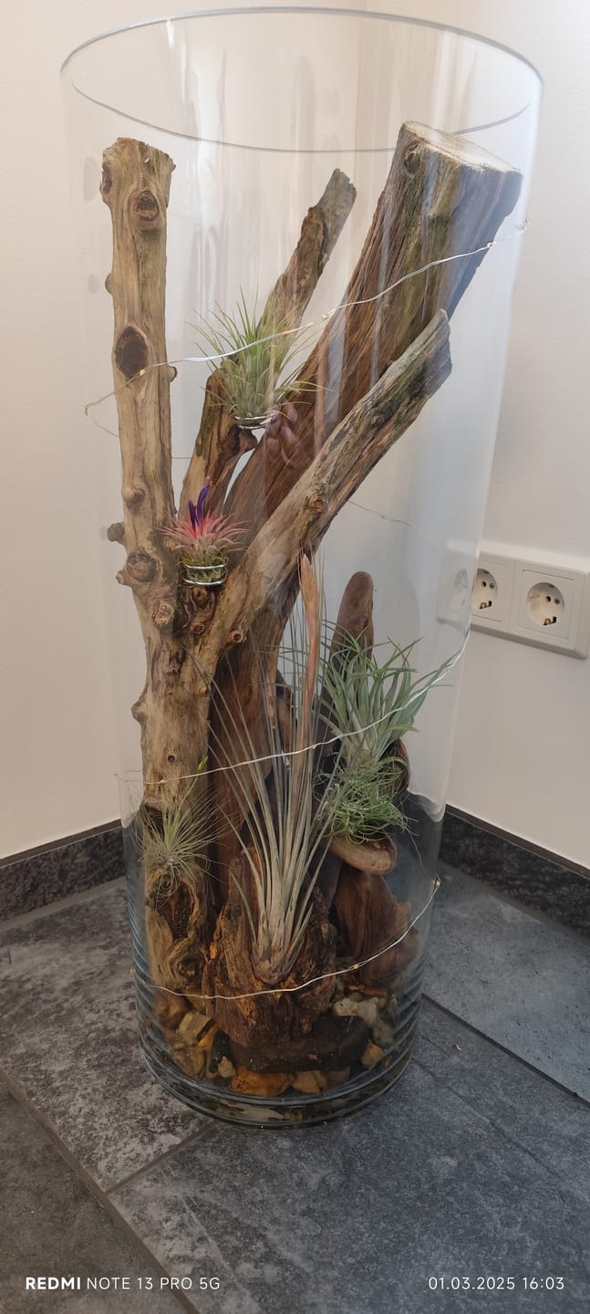 Customer photo review of Tillandsia argentea