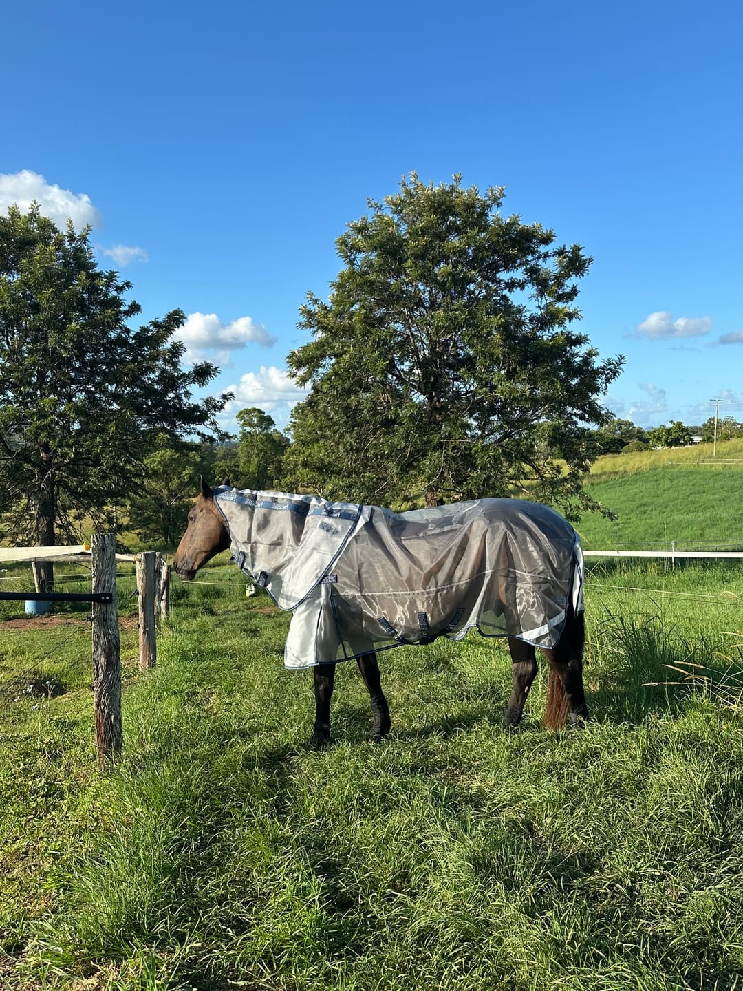 Customer photo review of LE Defender Anti-Insect Fly Rug