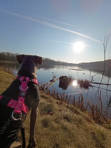 Customer photo review of Training Anti Pull TRI-Harness® | M-XL Breeds - Bubblegum