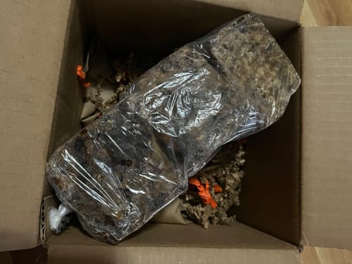 Customer photo review of African Black Soap (Authentic)