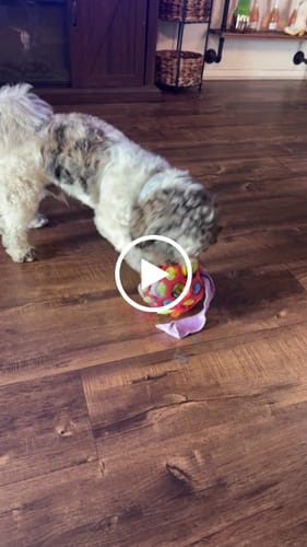 Customer video review of Sniffle