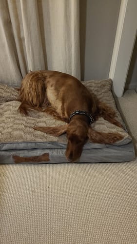 Customer photo review of Pawz Dog Memory Foam Mattress