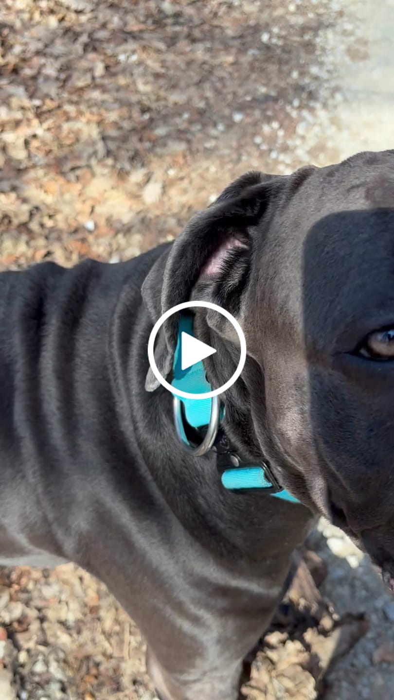 Customer video review of 5cm Combat® Collar | With Handle & Secure Clip - Light Blue