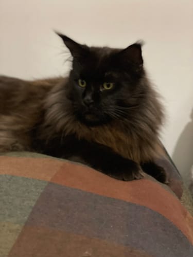 Avis photo d'un client sur Croquettes Maine Coon Stérilisé Sans Céréales - Poulet