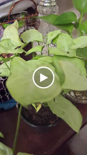 Customer video review of Syngonium podophyllum 'White Butterfly'