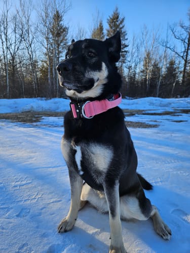 Customer photo review of 2" Tactik Dog Collar - Rose