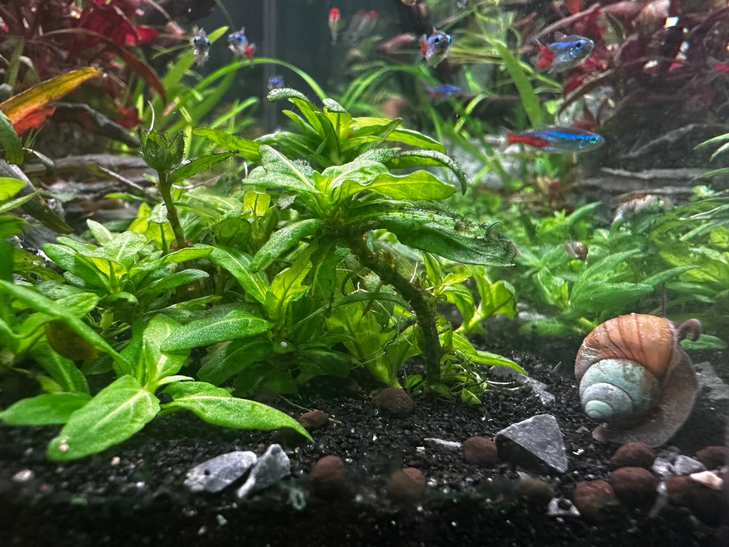 Customer photo review of Trapdoor  Snail