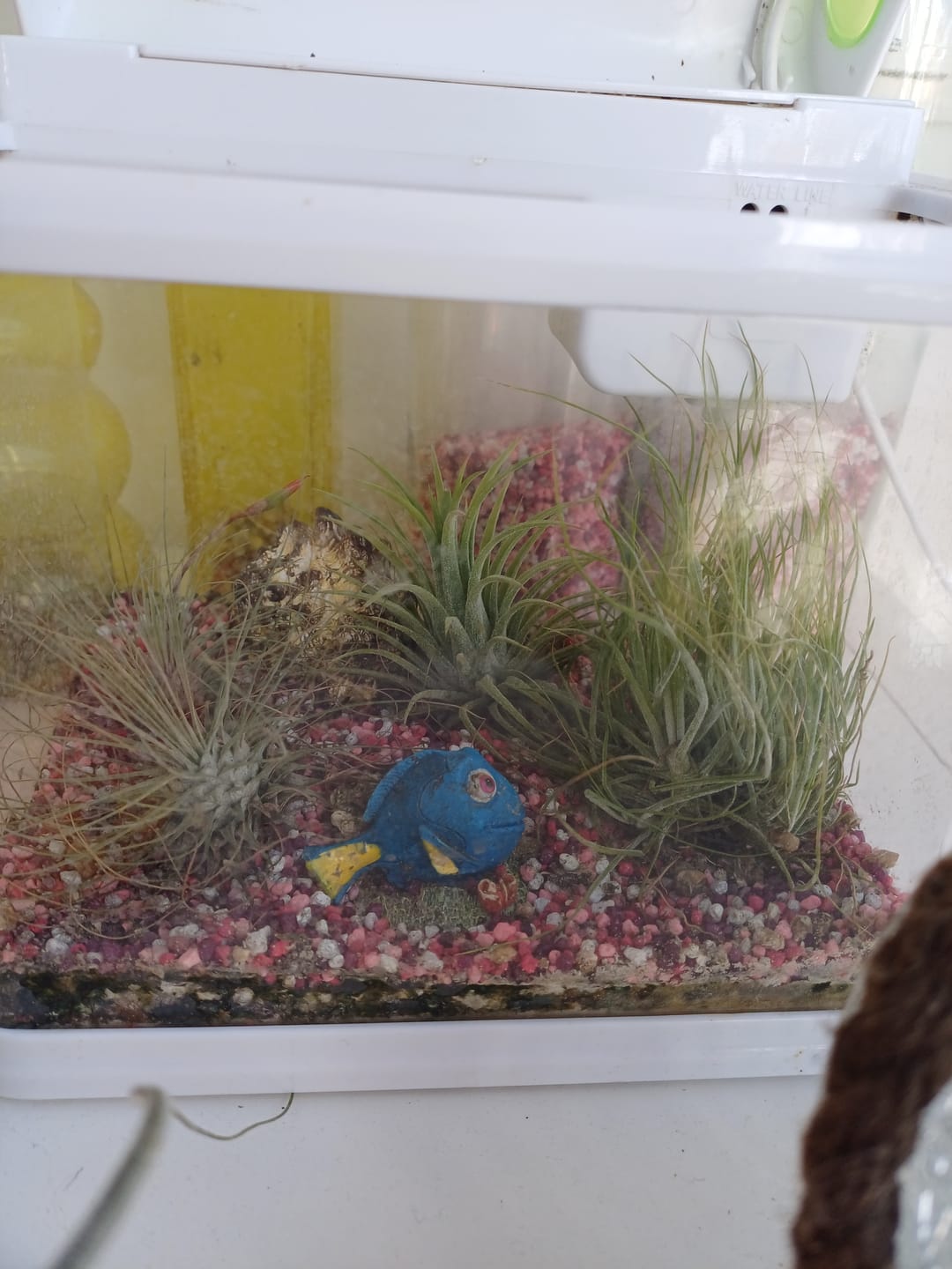 Customer photo review of Tillandsia argentea