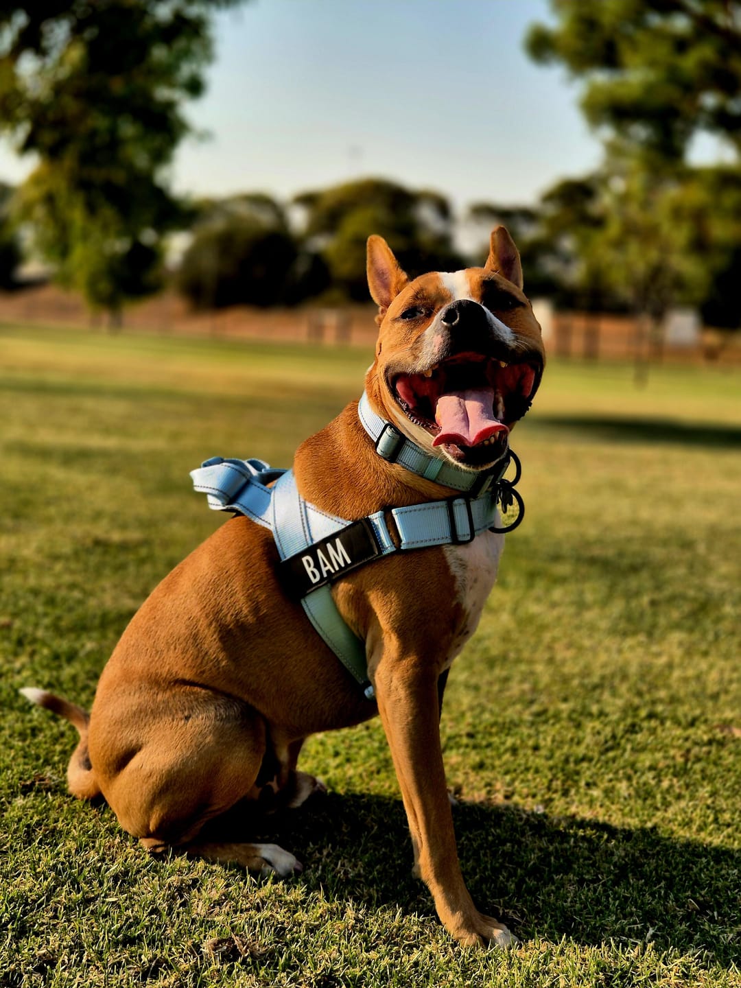 Customer photo review of No Pull Harness Complete Set