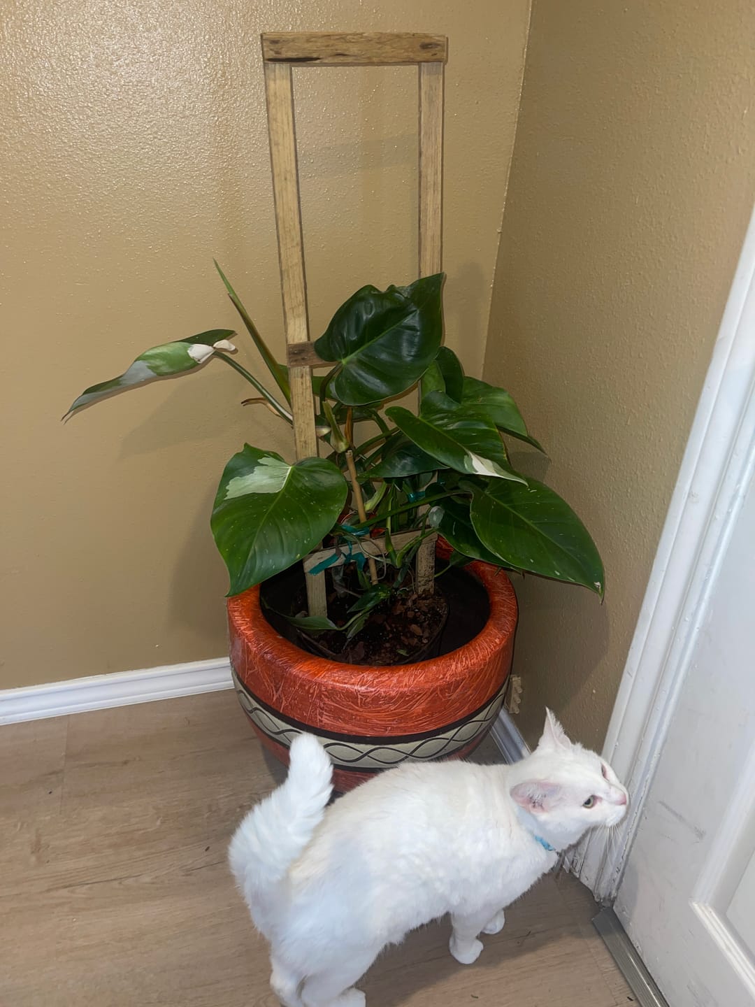 Customer photo review of Bird of Paradise White, Strelitzia Nicolai