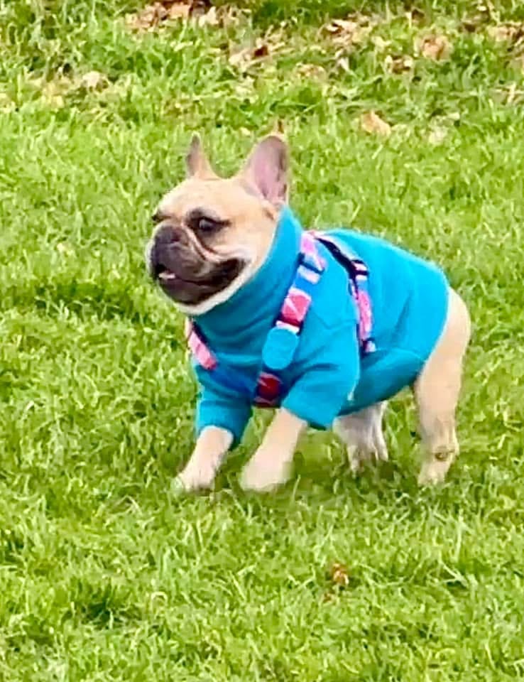 Customer photo review of Colorful PRO Protective Trachea Dog X Harness And 3-Way Buffer Traction Dog  Leash Set