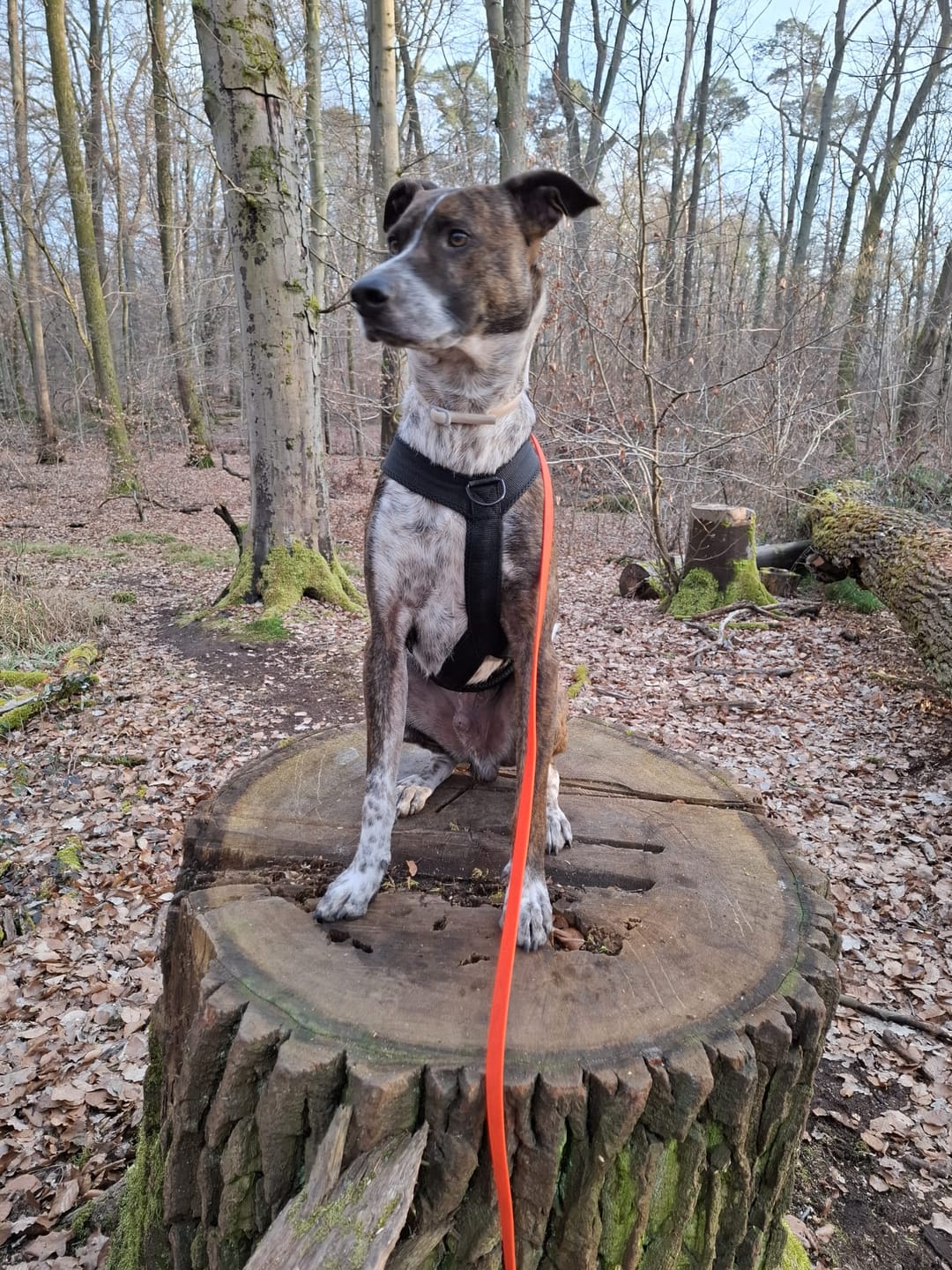 Customer photo review of Sicherheitsgeschirr FUN "Volcano Black"