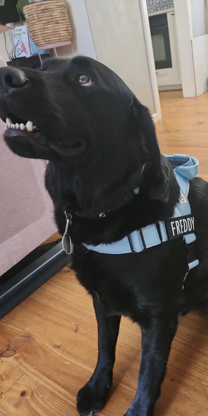 Customer photo review of No Pull Harness Complete Set
