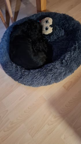 Customer photo review of Hundebett Belune® - Das Original