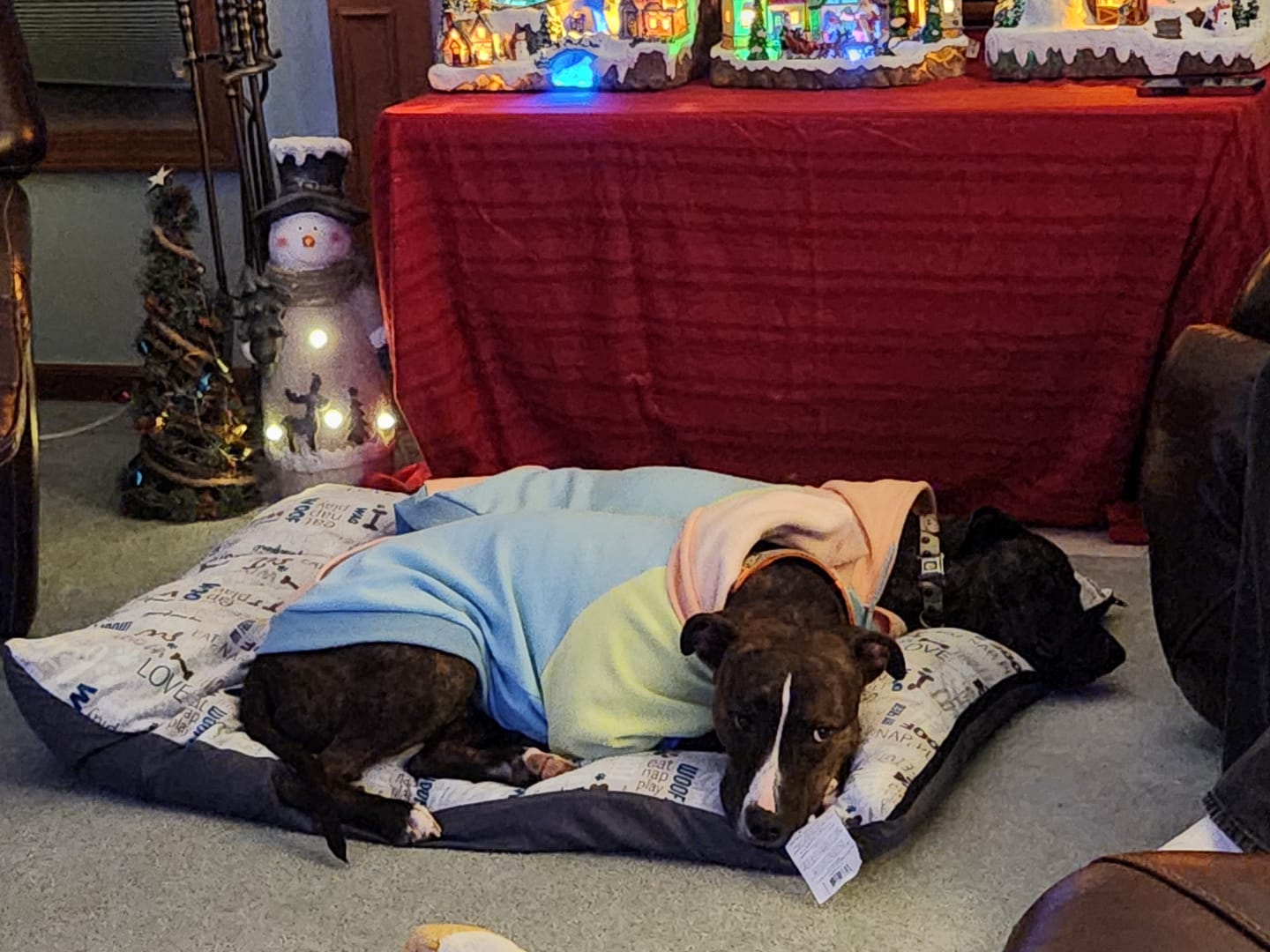 Customer photo review of Jelly Bean Dog Hoodie