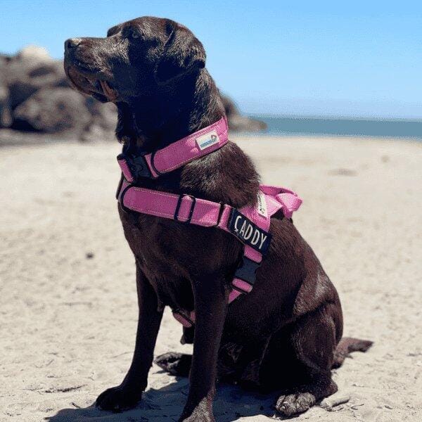 Customer photo review of No Pull Harness & Leash Set