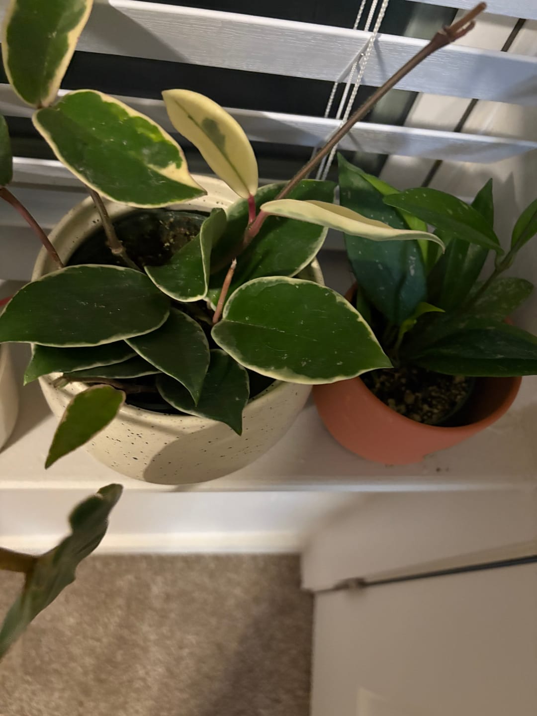 Customer photo review of Hoya carnosa 'Krimson Queen'