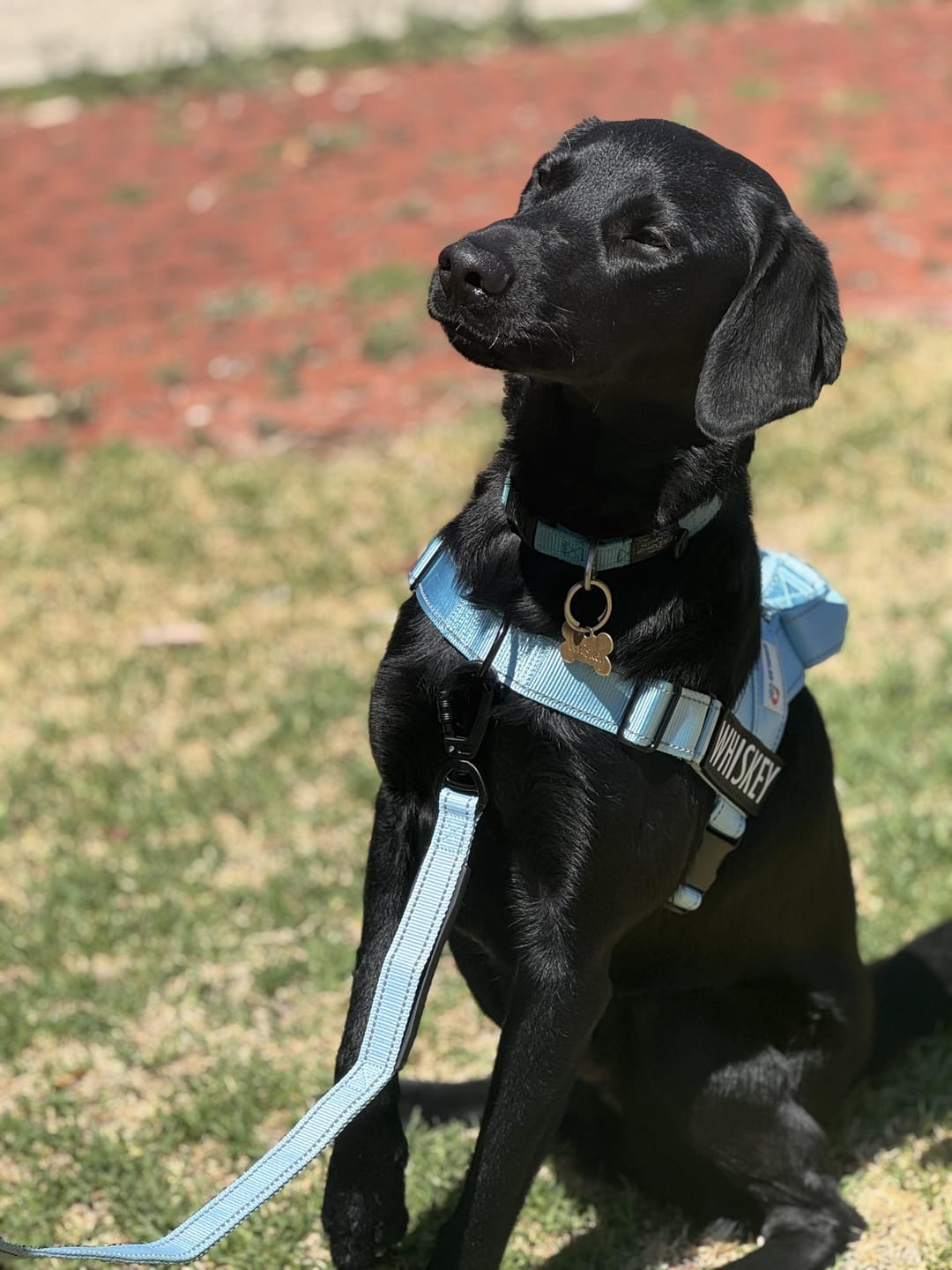 Customer photo review of No Pull Harness Complete Set