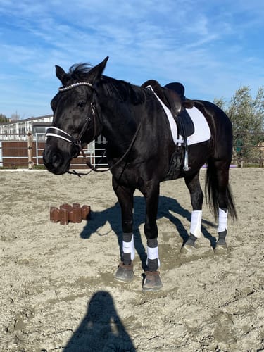 Customer photo review of CR Harmonybridle - gebisslose 3 in 1 Trense