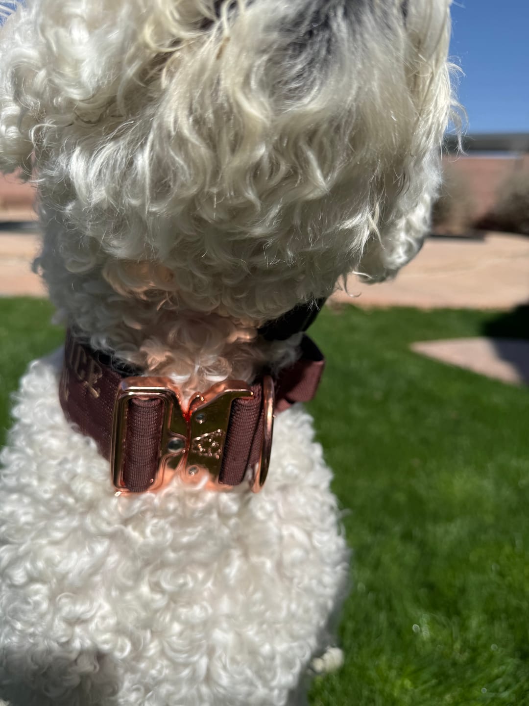 Customer photo review of 2" Tacti Luxe Dog Collar - Rose Gold - Chocolate