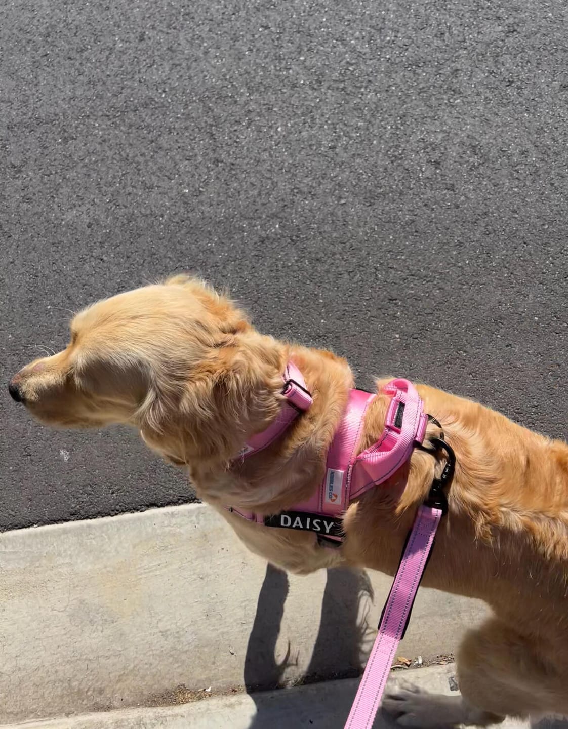 Customer photo review of No Pull Harness Complete Set