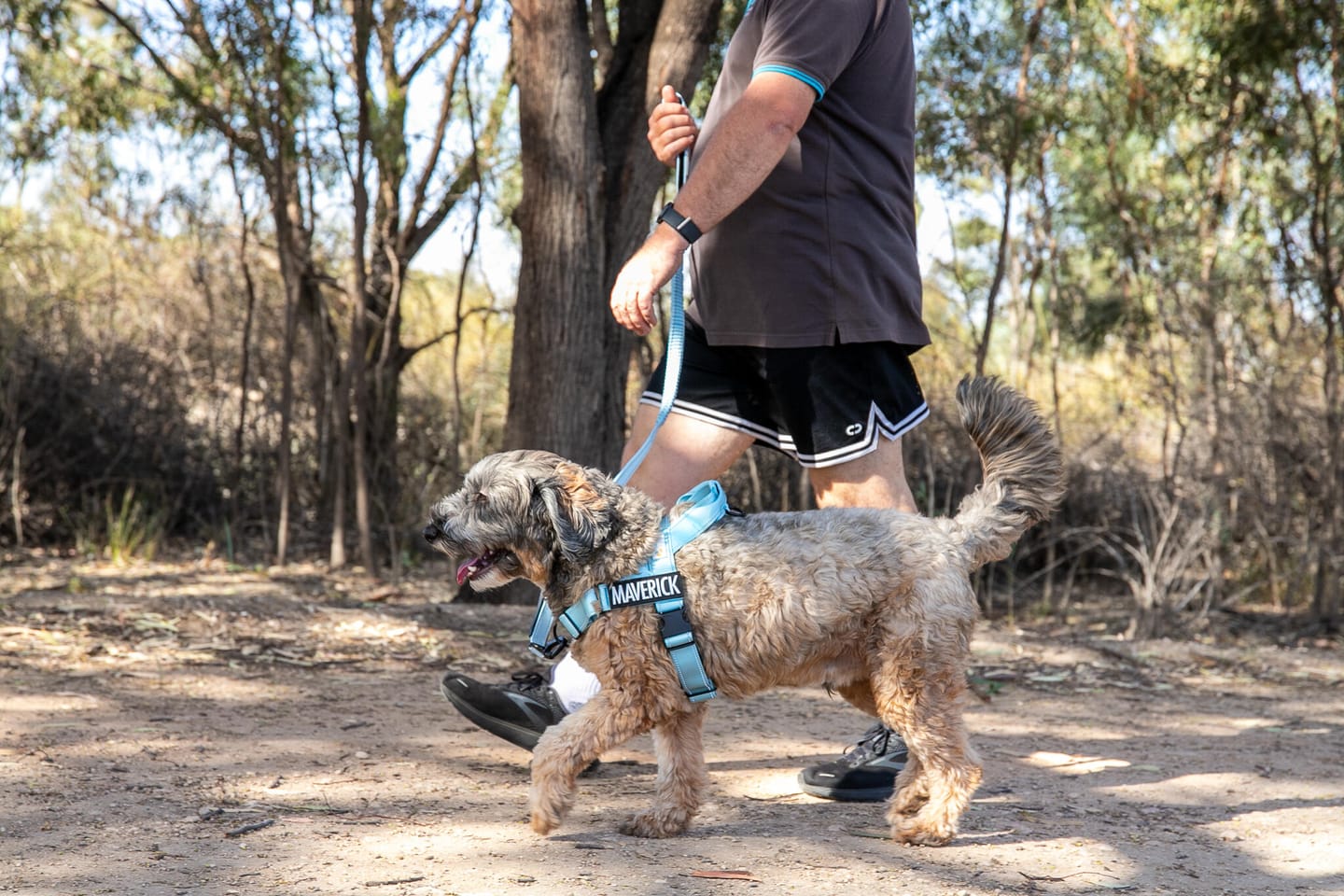 Customer photo review of No Pull Harness Complete Set