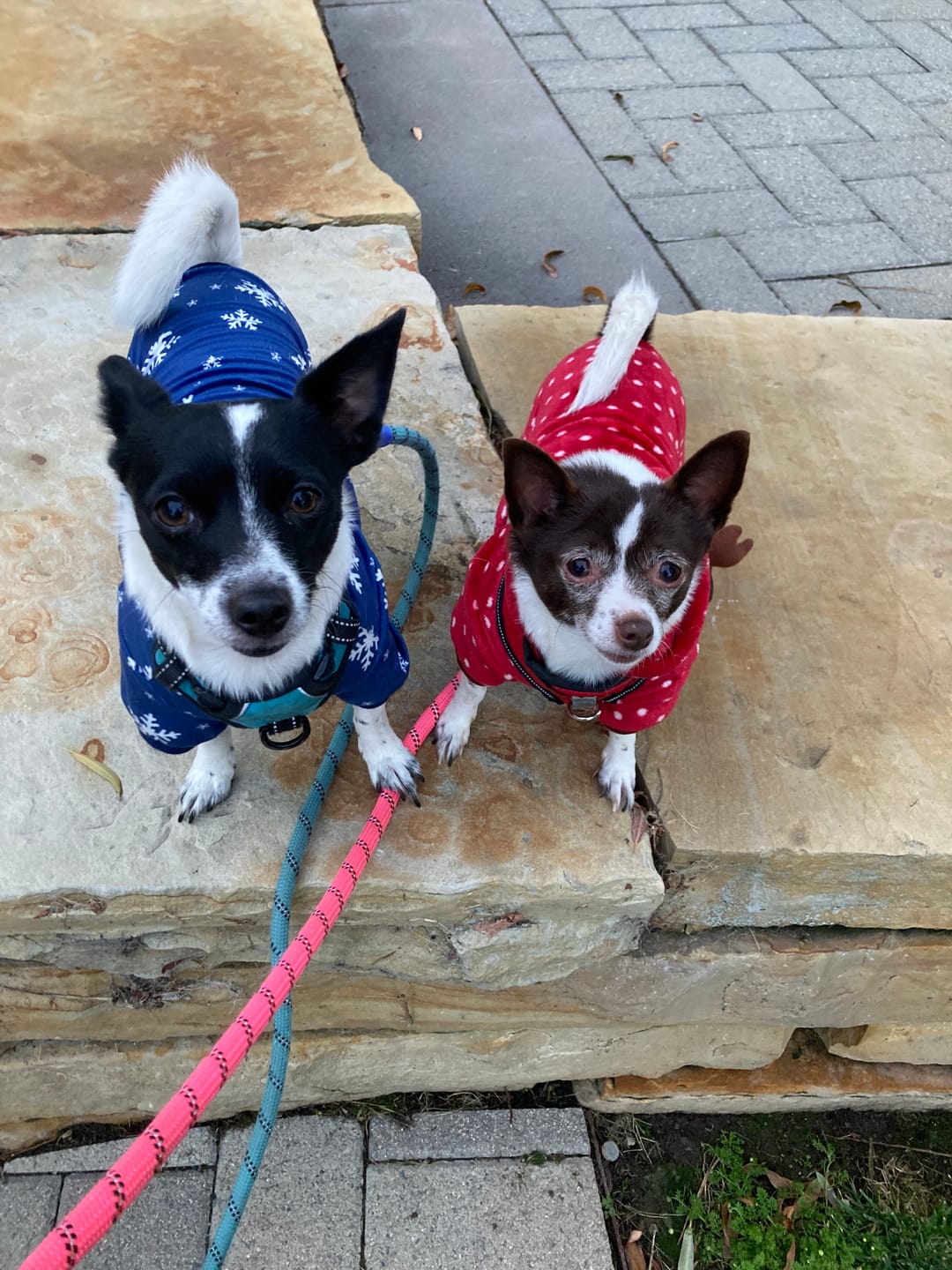 Customer photo review of FurLife Shipping Protection