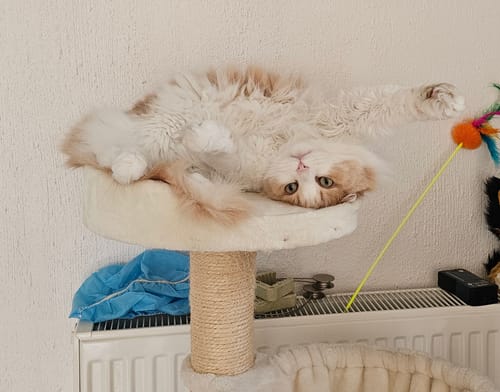Avis photo d'un client sur Croquettes Chat Stérilisé Sans Céréales - Poulet
