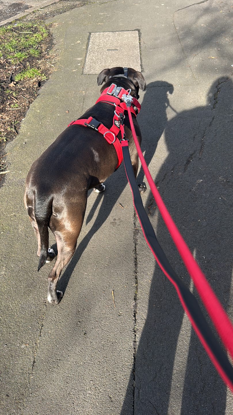 Customer photo review of 1.4m Swivel Combat Lead | Anti-Tangle & Secure Clip - Red