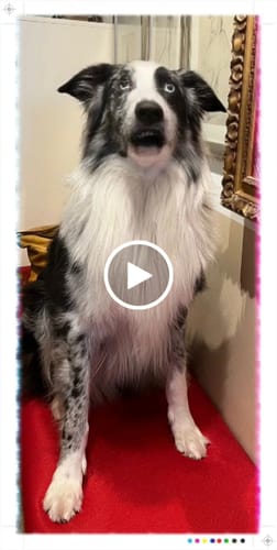 Customer video review of Emmalove - Tierfreundliches Anti-Bell Halsband