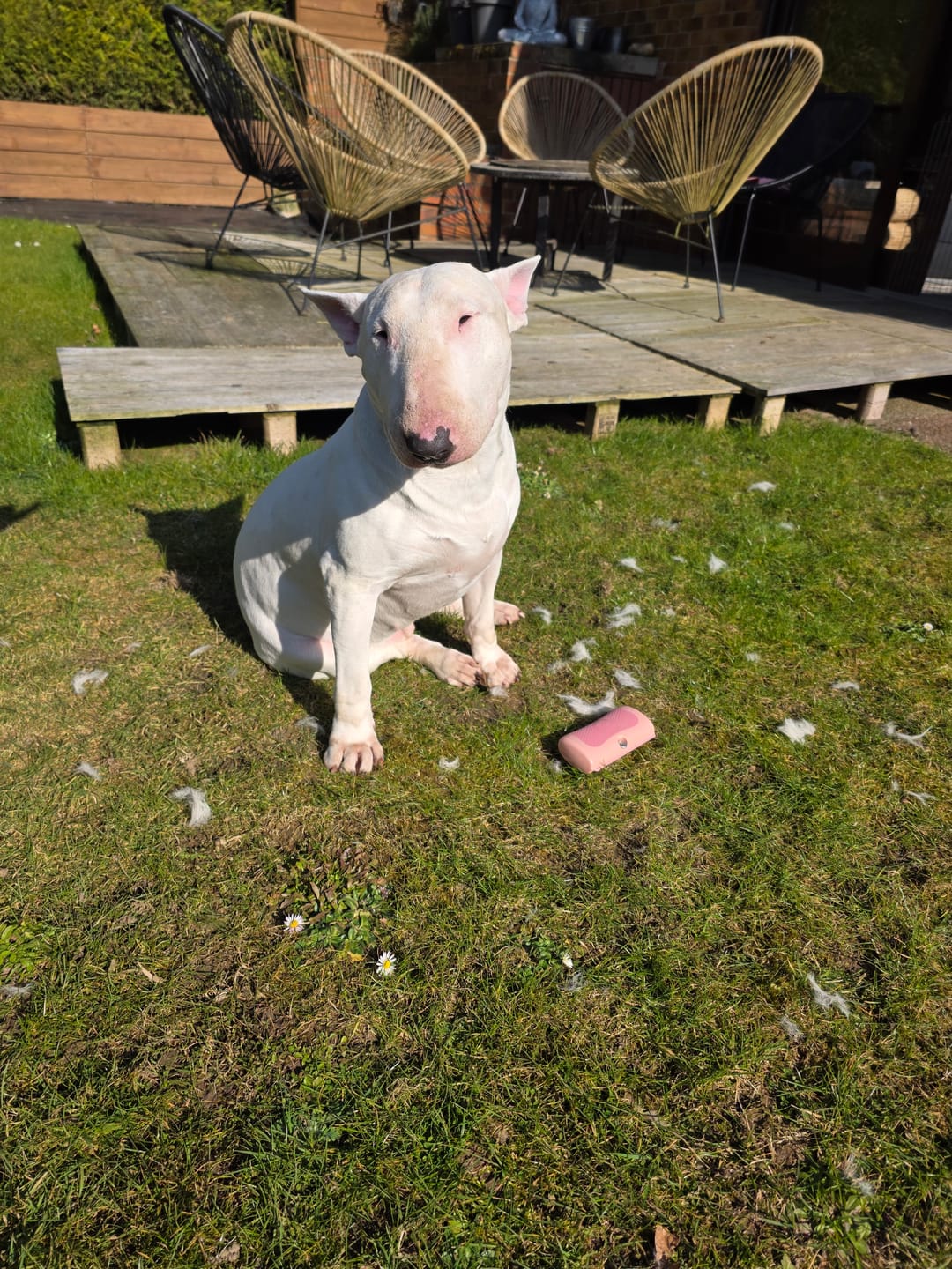 Customer photo review of Dog Deshedding Comb - Dog, Horse & Cat - Pink