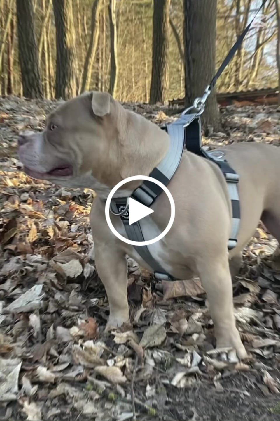 Customer video review of Training Anti Pull TRI-Harness® | M-XL Breeds - Metal Grey