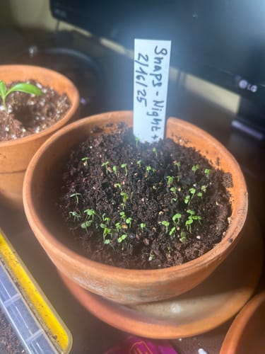 Customer photo review of Night and Day Snapdragon Seeds