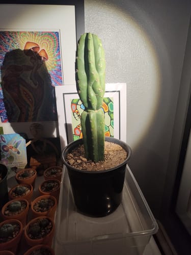 Customer photo review of Imperfect Trichocereus Pachanoi Cuttings | Imperfect San Pedro Cactus Cuttings