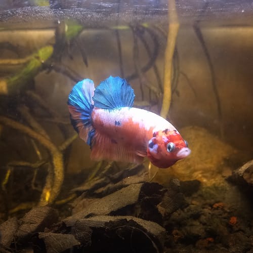 Customer photo review of Metallic Plakat Betta Fish | You Pick Betta | Show Grade