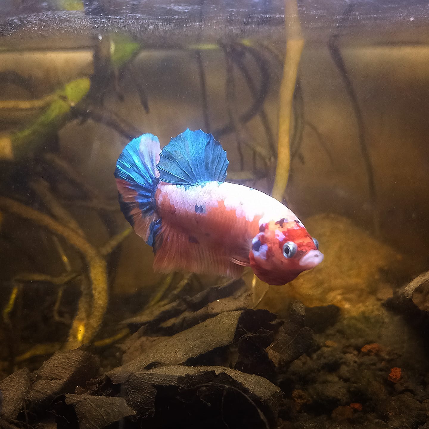 Customer photo review of Metallic Plakat Betta Fish | You Pick Betta | Show Grade
