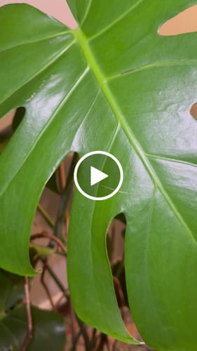 Customer video review of Plant Food