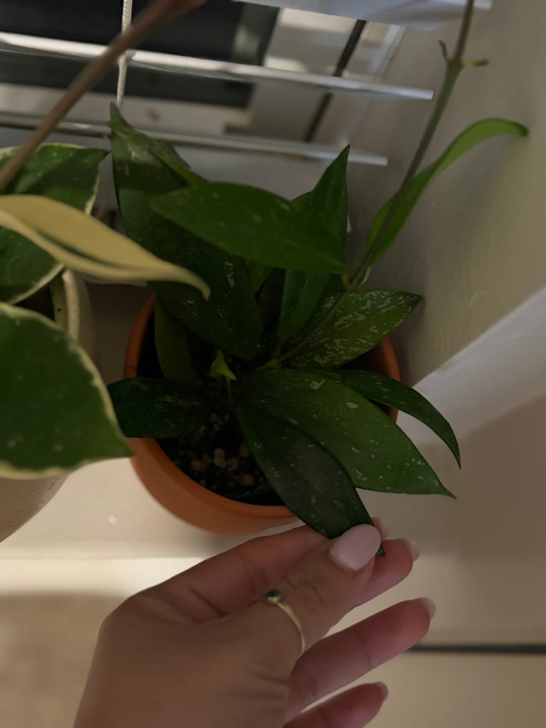 Customer photo review of Hoya pubicalyx x carnosa