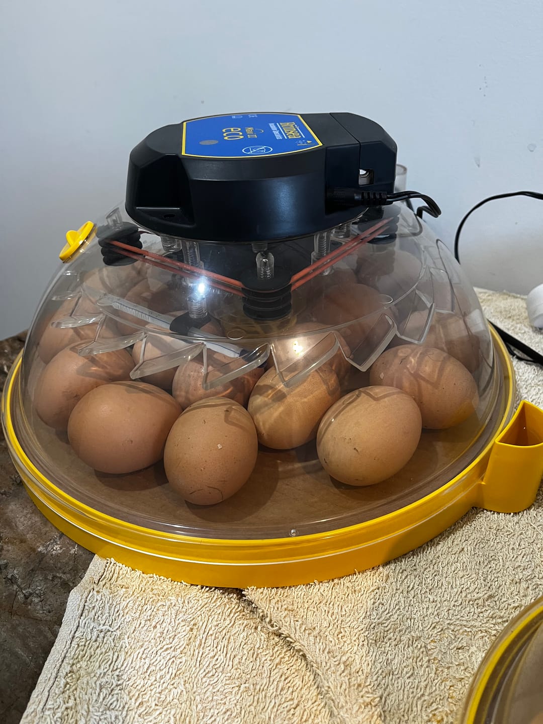 Customer photo review of Brinsea Maxi II Eco Incubator