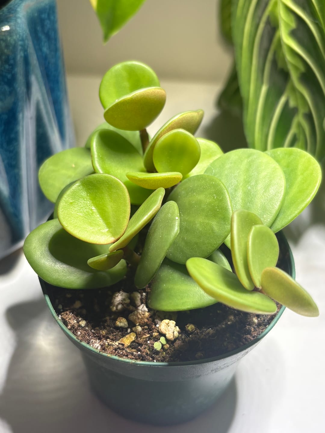 Customer photo review of Peperomia 'Hope'