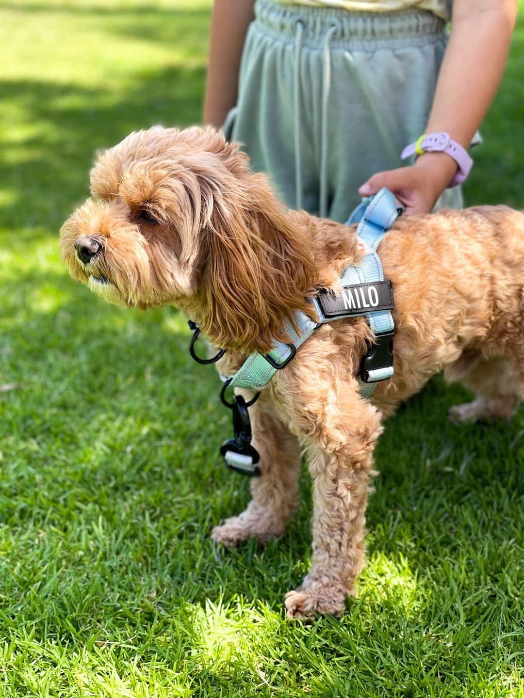 Customer photo review of No Pull Harness & Leash Set