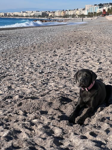 Customer photo review of 4cm Combat® Collar | Rated Clip - NO HANDLE - Pink