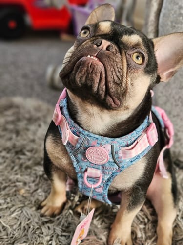 Customer photo review of Disney© Tough Trails™ Harness - Mad Hatters Tea Party