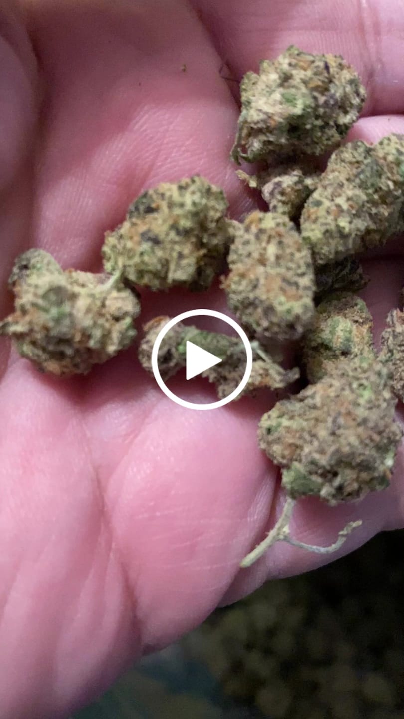 Customer video review of Pink Certz THCA Live Resin Dabs (1 G)