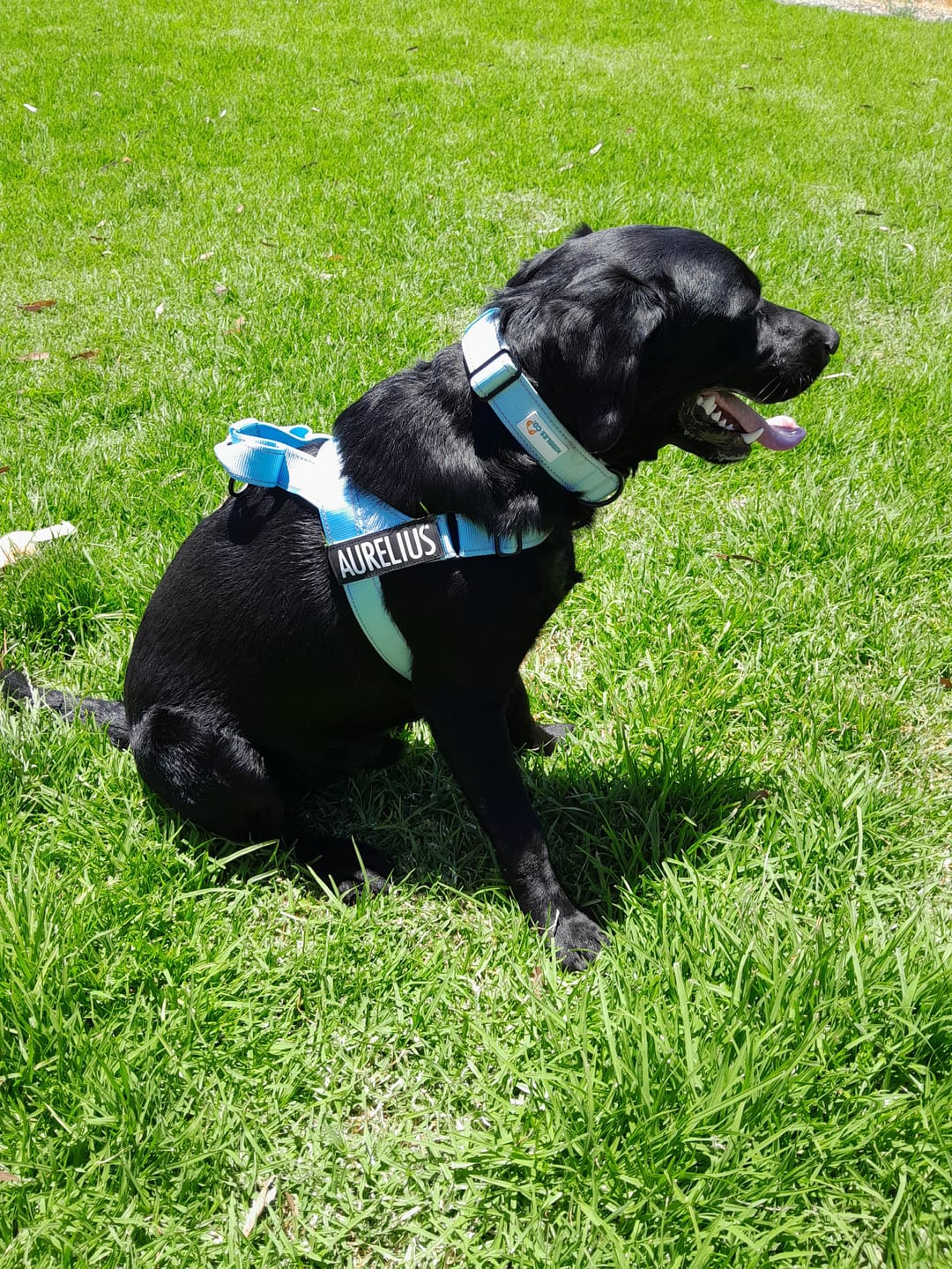 Customer photo review of No Pull Harness Complete Set