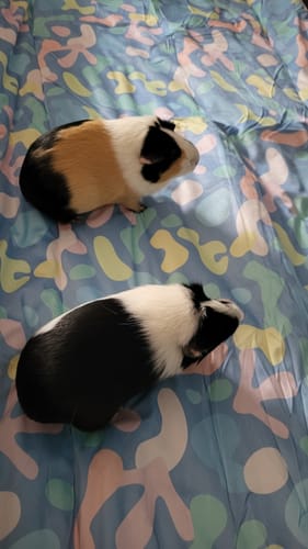 Customer photo review of Fleece Liners | Pigcasso